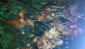 school-of-rays
