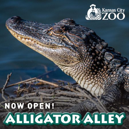 Kansas City Zoo - Alligator Alley now open